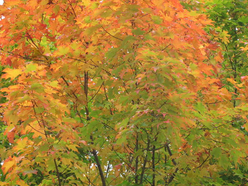 Autumn Maple Leaves — Orange, Calm, Photograph, Tree