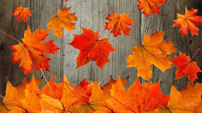 Autumn Maple Leaves — Orange, Calm