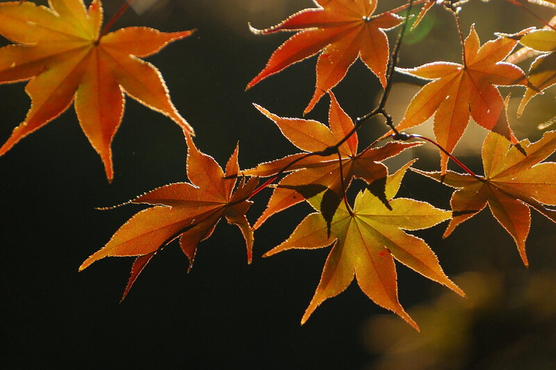 Autumn Maple Leaves — Orange, Dramatic, Photograph, Branch