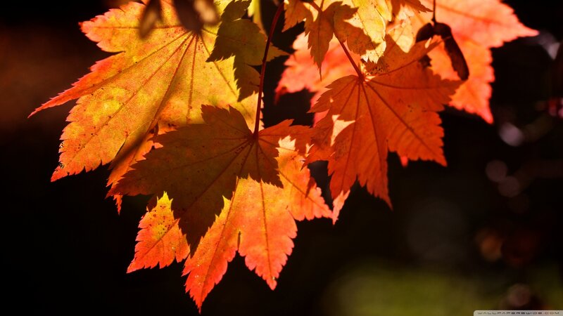 Autumn Maple Leaves — Orange, Dramatic, Photograph, Sunlight