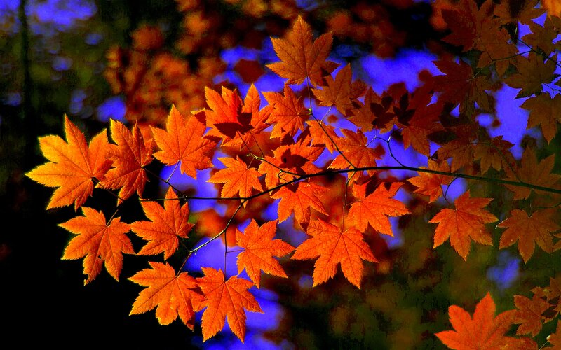 Autumn Maple Leaves — Orange, Dramatic, Photograph