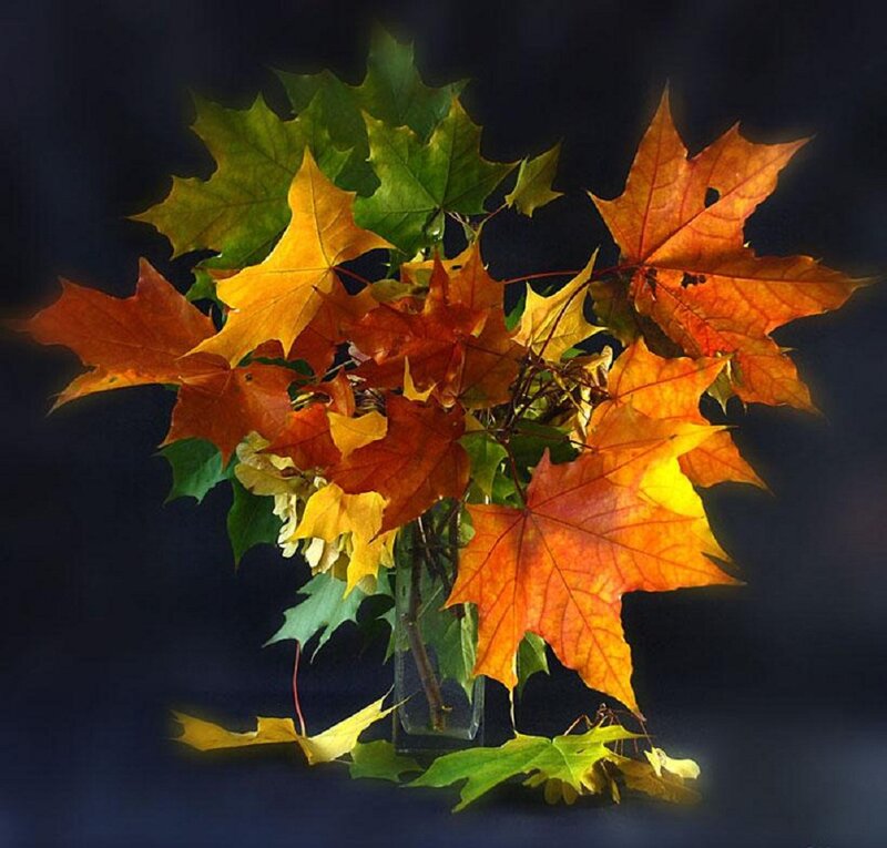Autumn Maple Leaves — Orange, Dramatic, Photograph, Vase