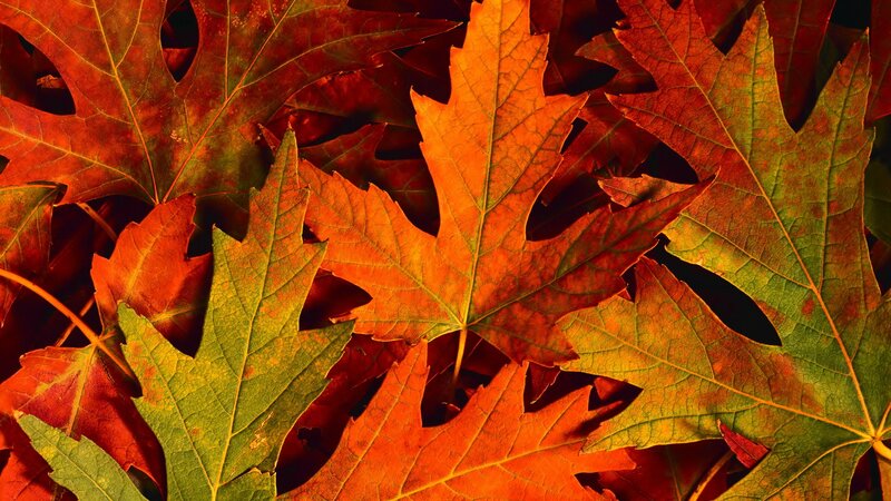 Autumn Maple Leaves — Orange, Natural