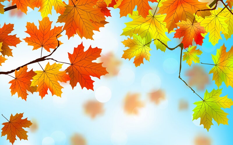 Autumn Maple Leaves — Orange, Serene, Illustration, Branches