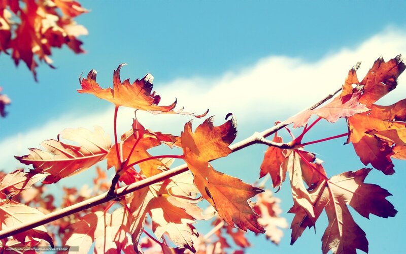 Autumn Maple Leaves — Orange, Serene, Photograph, Branch, Sky, Cloud