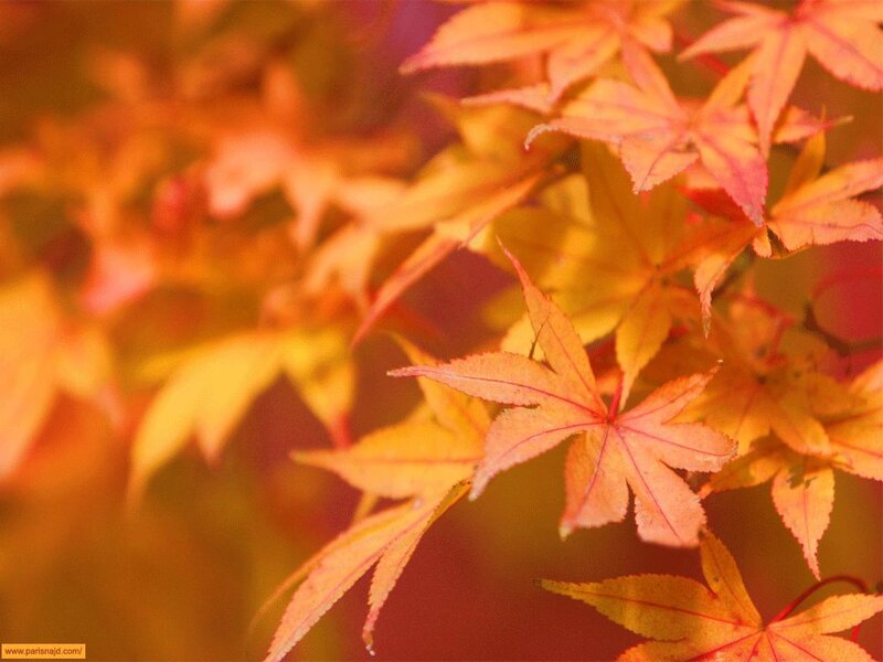 Autumn Maple Leaves — Orange, Serene, Photograph, Branch