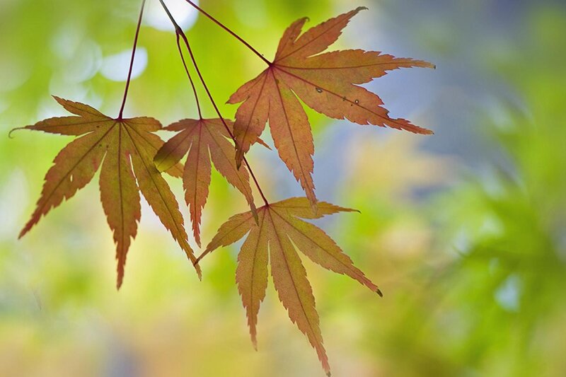 Autumn Maple Leaves — Orange, Serene, Photograph, Branches, Background