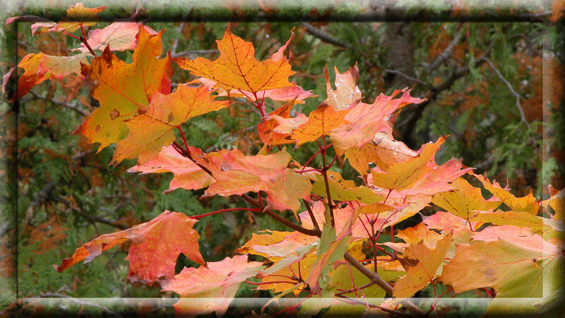 Autumn Maple Leaves — Orange, Serene, Photograph, Branches, Forest