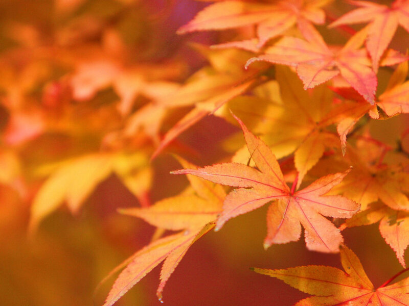 Autumn Maple Leaves — Orange, Serene, Photograph, Branches, Yellow, Red
