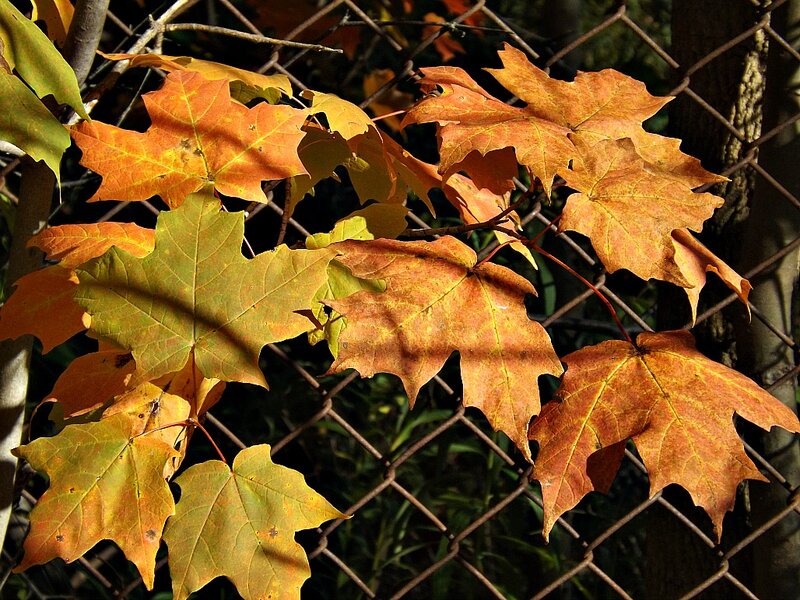 Autumn Maple Leaves — Orange, Serene, Photograph, Chain-link Fence