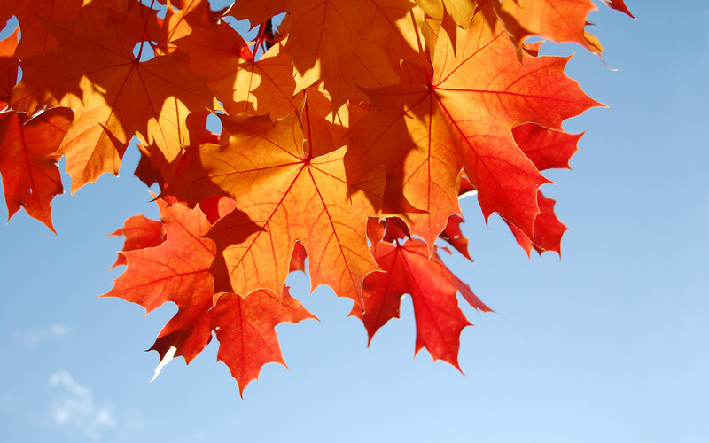 Autumn Maple Leaves — Orange, Serene, Photograph, Sky