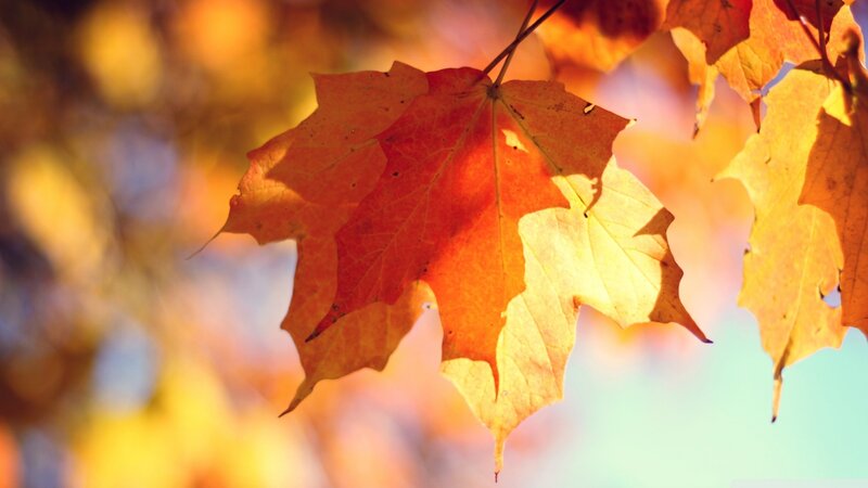 Autumn Maple Leaves — Orange, Serene, Photograph, Sunlight, Sky