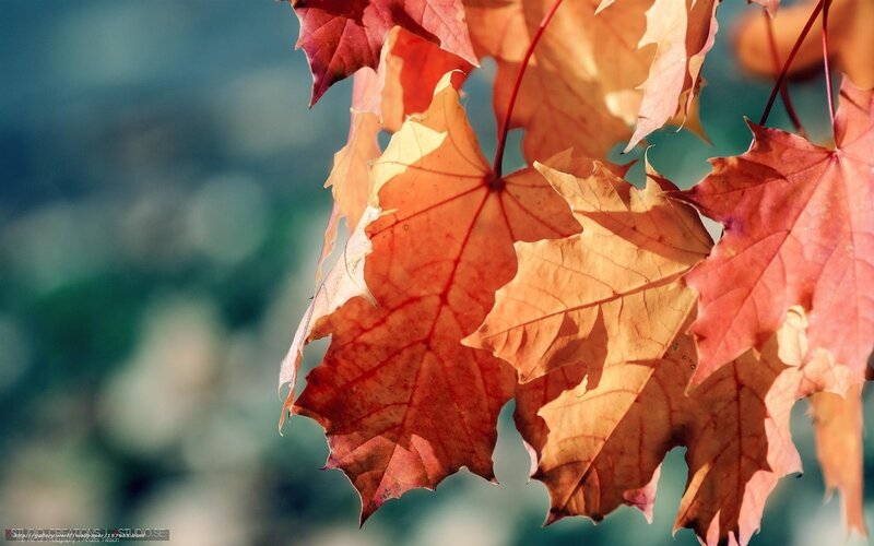 Autumn Maple Leaves — Orange, Serene, Photograph, Sunlight, Stem