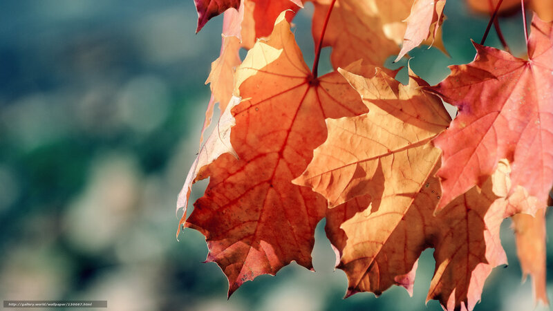 Autumn Maple Leaves — Orange, Serene, Photograph, Sunlight