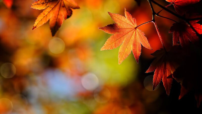 Autumn Maple Leaves — Orange, Serene, Photograph