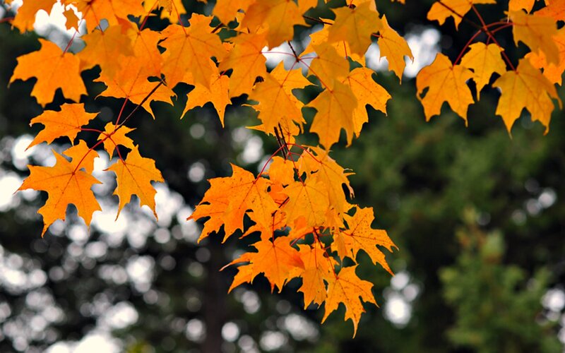 Autumn Maple Leaves — Orange, Serene, Photograph, Tree Branches, Green Trees