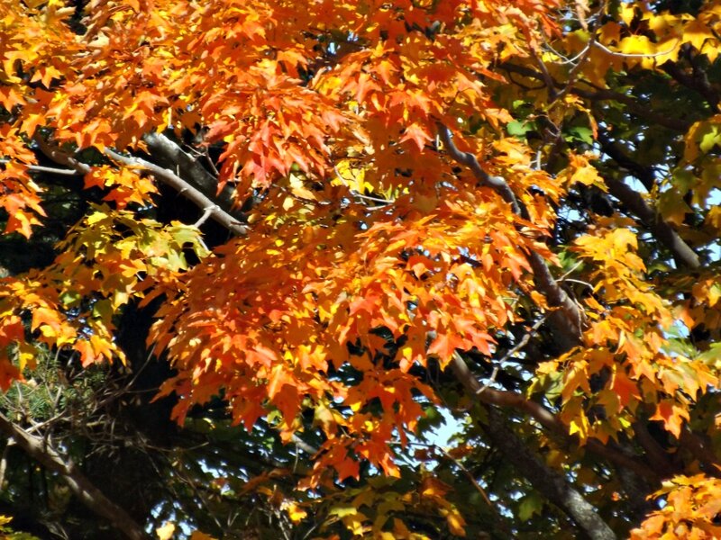 Autumn Maple Leaves — Orange, Serene, Photograph, Tree Branches, Sky