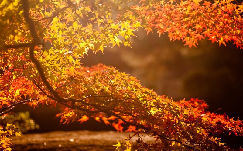 Autumn Maple Leaves — Orange, Serene, Photograph, Tree Branches, Sunlight
