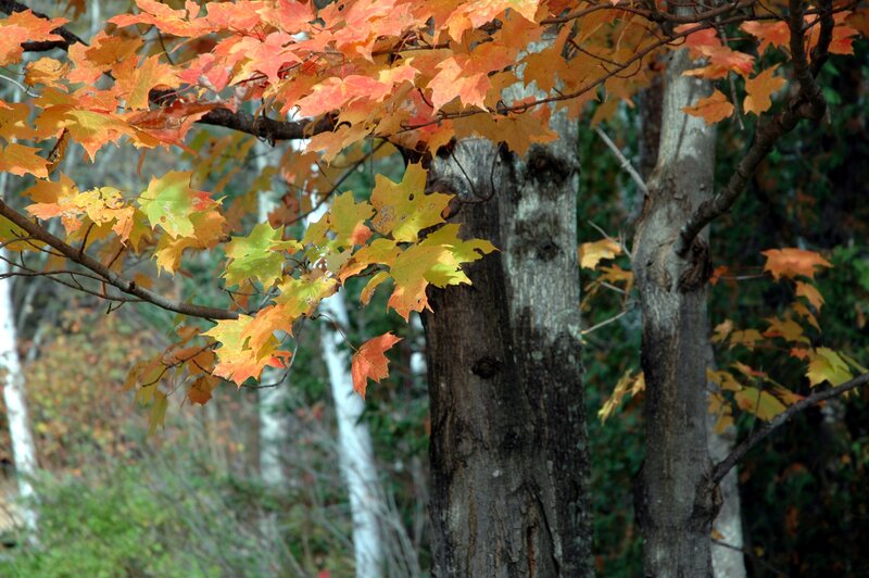 Autumn Maple Leaves — Orange, Serene, Photograph, Trees, Forest