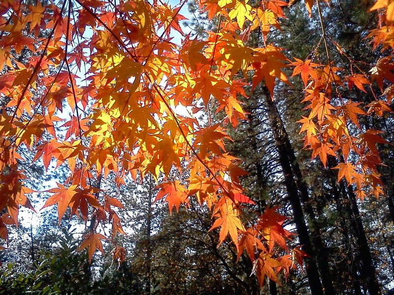 Autumn Maple Leaves — Orange, Serene, Photograph, Trees