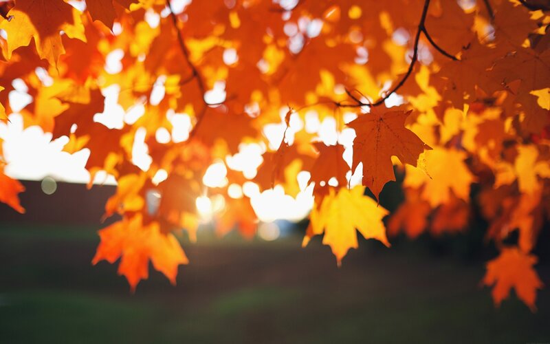 Autumn Maple Leaves — Orange, Serene, Sunset, Photograph