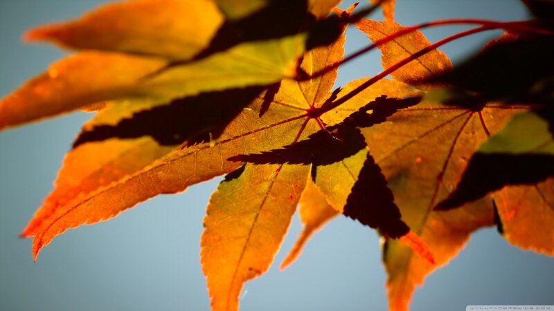 Autumn Maple Leaves — Orange, Serene, Sunset