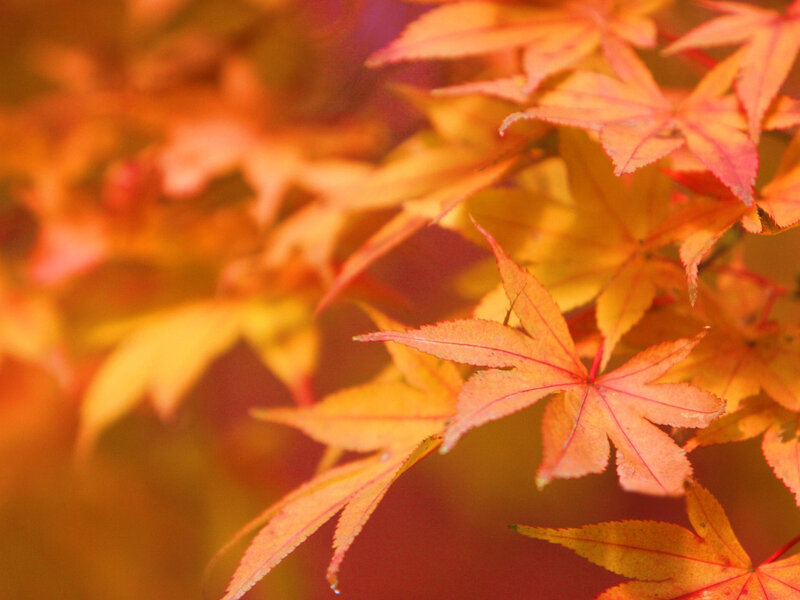 Autumn Maple Leaves — Orange, Serene