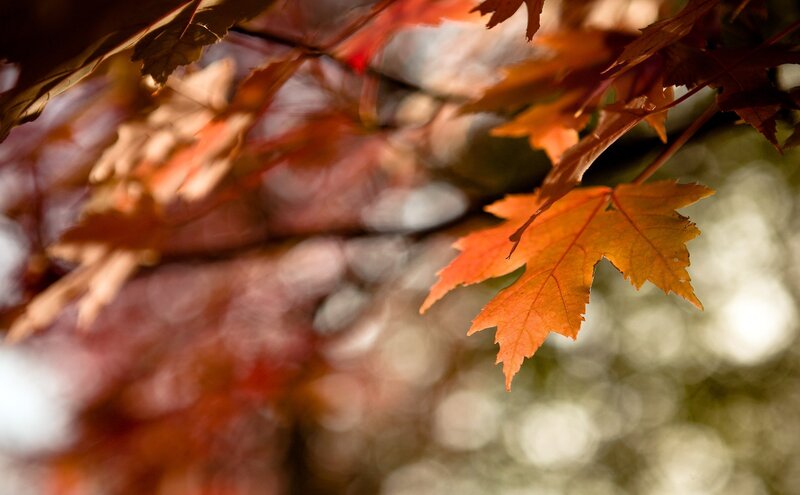 Autumn Maple Leaves — Orange, Sunlight