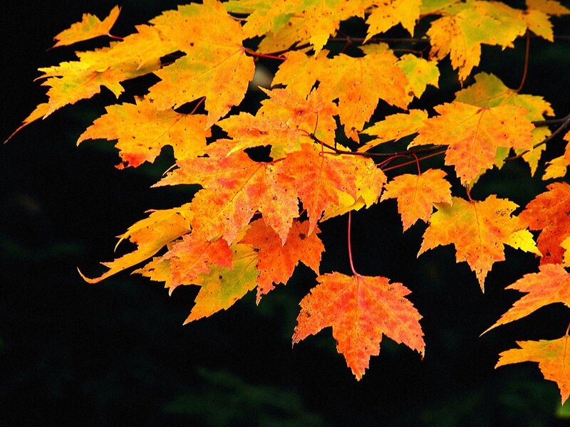 Autumn Maple Leaves — Orange