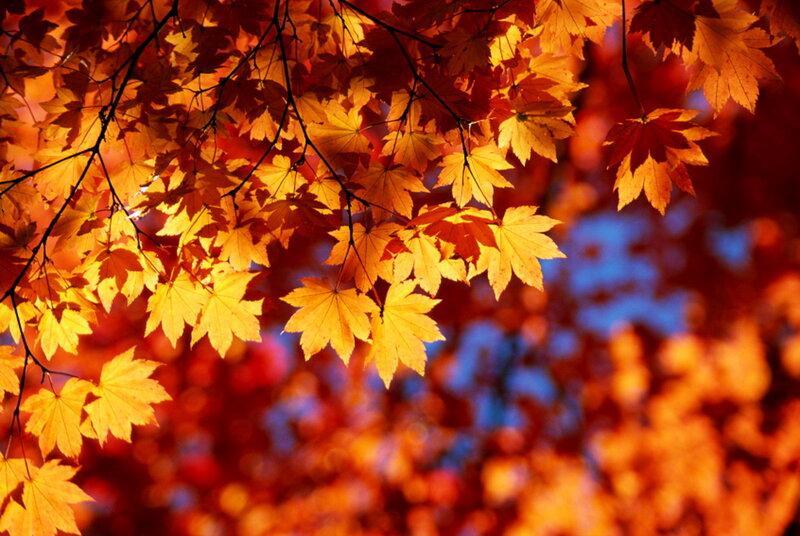 Autumn Maple Leaves — Orange, Vibrant, Photograph, Branches, Sky