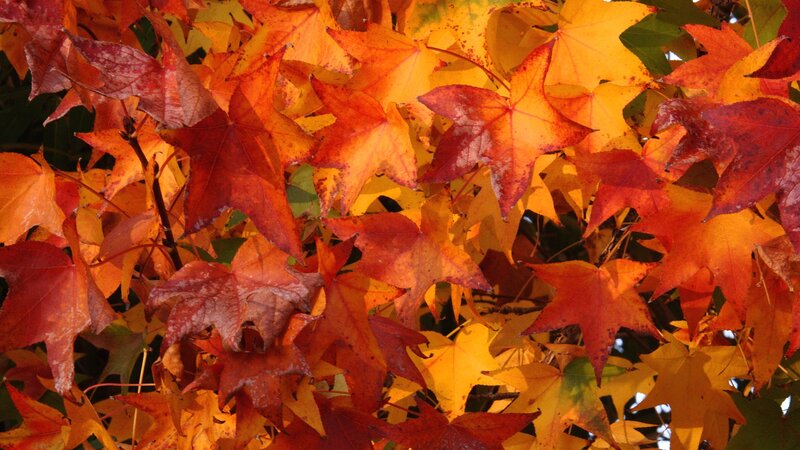 Autumn Maple Leaves — Orange, Vibrant, Photograph, Branches, Sunlight