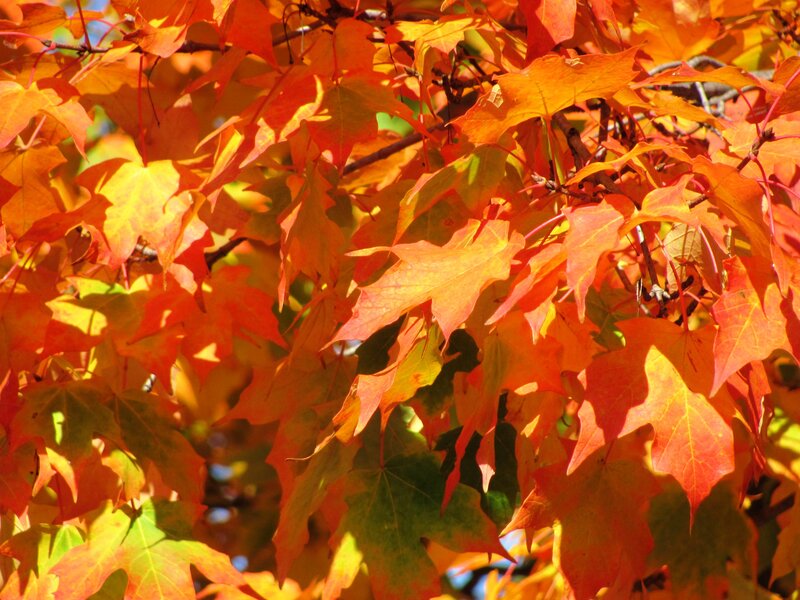 Autumn Maple Leaves — Orange, Vibrant, Photograph, Branches