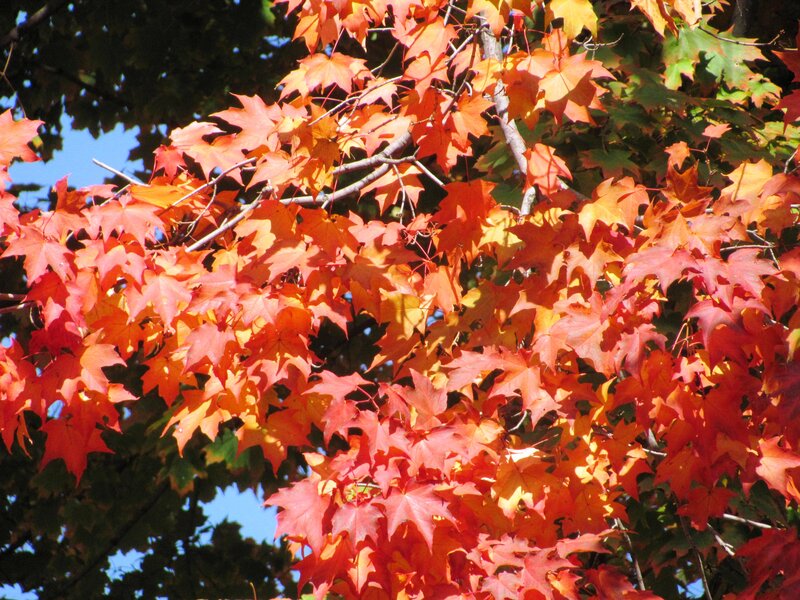 Autumn Maple Leaves — Orange, Vibrant, Photograph