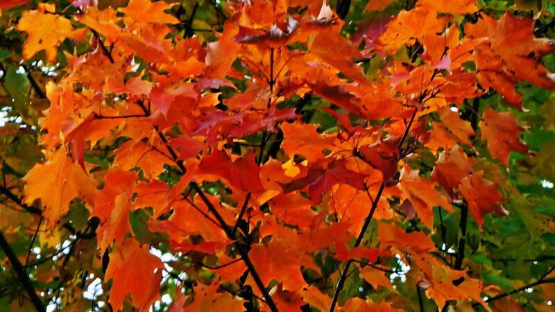 Autumn Maple Leaves — Orange, Vibrant, Photograph, Tree Branches, Green Leaves