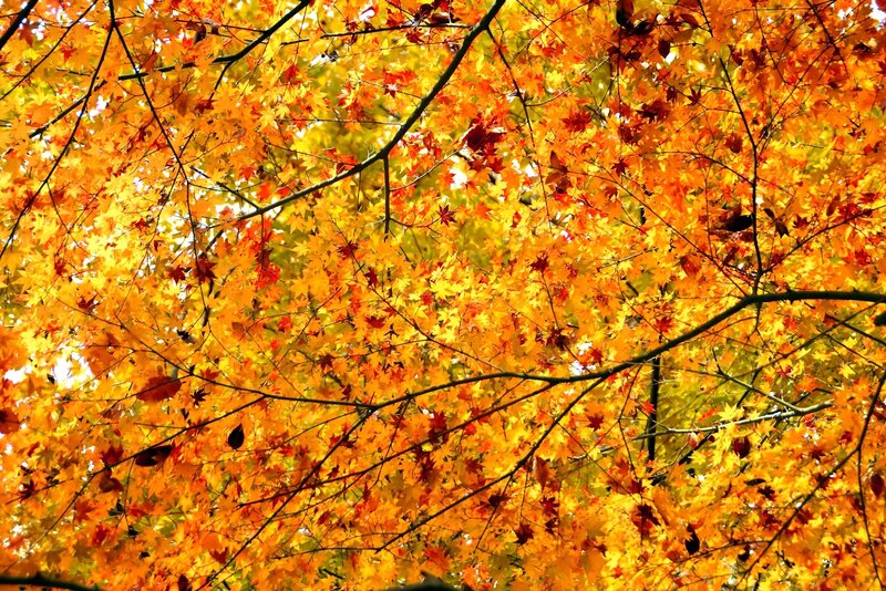 Autumn Maple Leaves — Orange, Vibrant, Photograph, Tree Branches, Sunlight