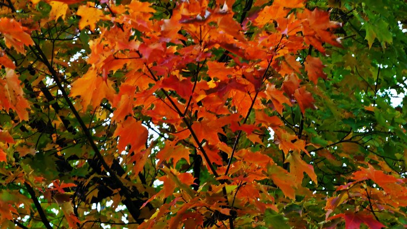 Autumn Maple Leaves — Orange, Vibrant, Photograph, Tree Branches