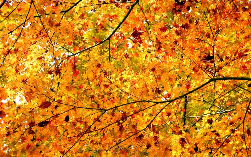 Autumn Maple Leaves — Orange, Vibrant, Photograph, Tree Branches, Yellow