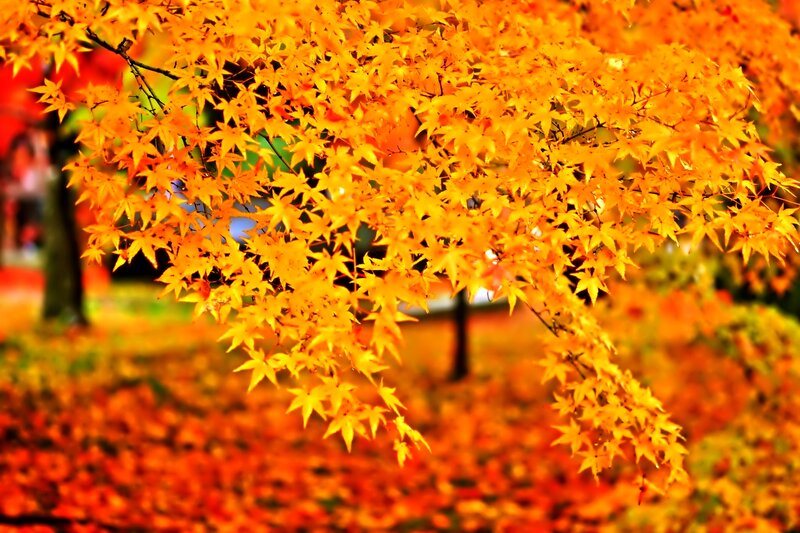 Autumn Maple Leaves — Orange, Vibrant, Photograph, Tree
