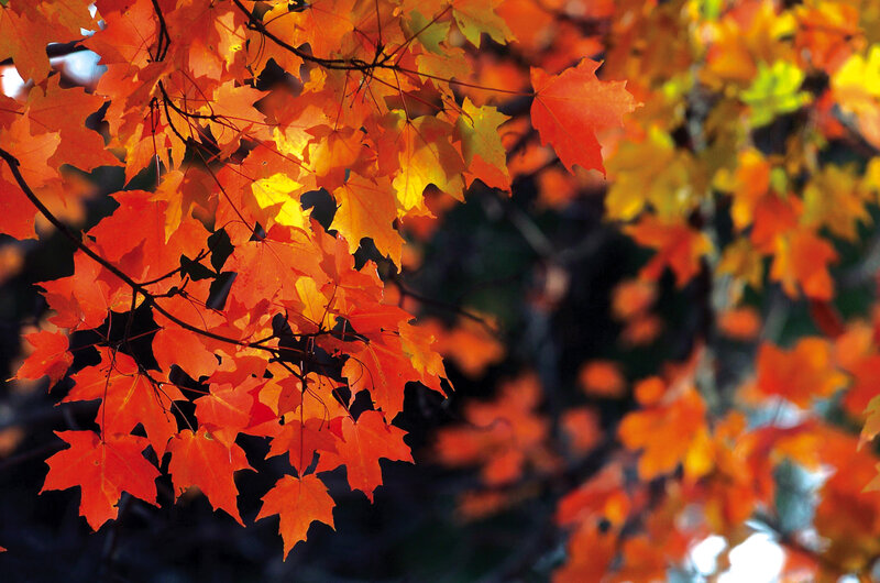 Autumn Maple Leaves — Orange, Vibrant