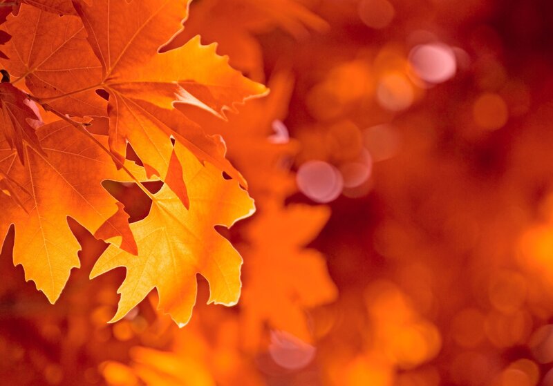 Autumn Maple Leaves — Orange, Warm, Photograph