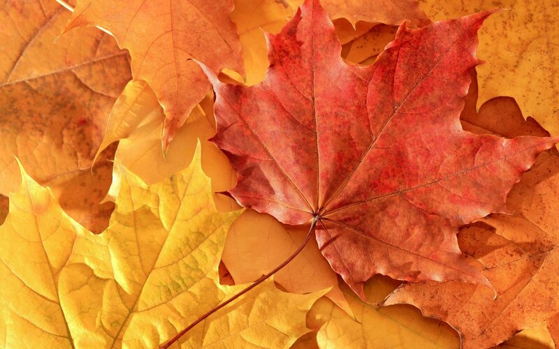 Autumn Maple Leaves — Red, Calm, Photograph, Fall Colors