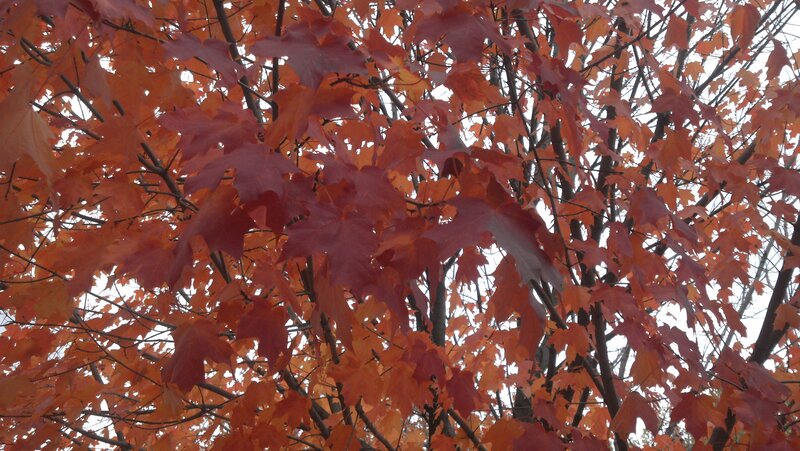 Autumn Maple Leaves — Red, Calm, Photograph