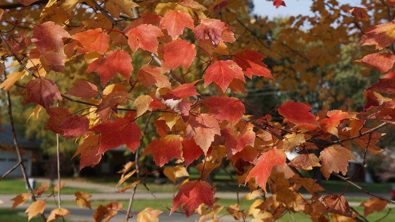 Autumn Maple Leaves — Red, Calm, Photograph, Tree Branches
