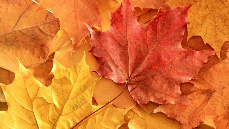 Autumn Maple Leaves — Red, Calm, Photograph, Yellow