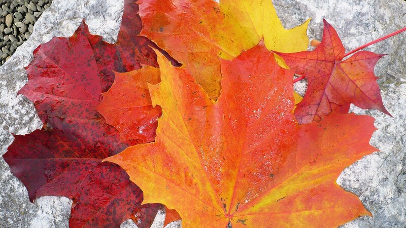 Autumn Maple Leaves — Red, Calm