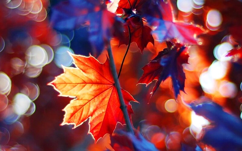 Autumn Maple Leaves — Red, Dramatic, Photograph, Branch