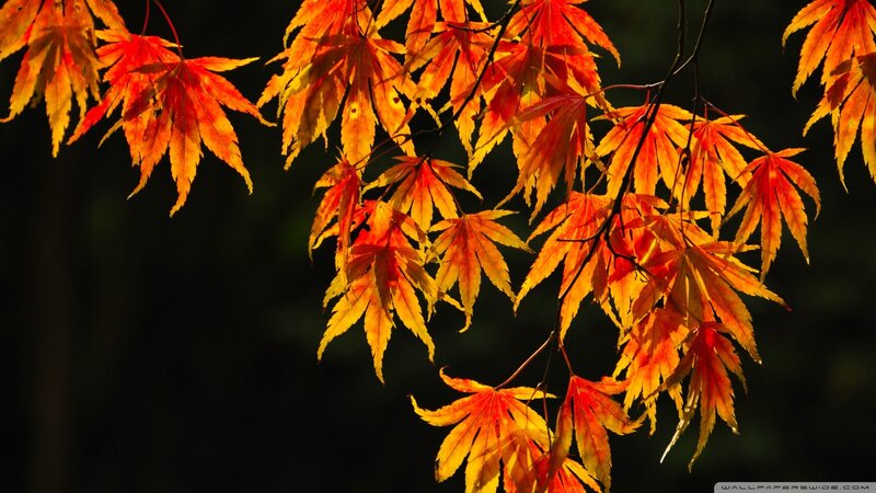 Autumn Maple Leaves — Red, Dramatic, Photograph, Branches, Sunlight