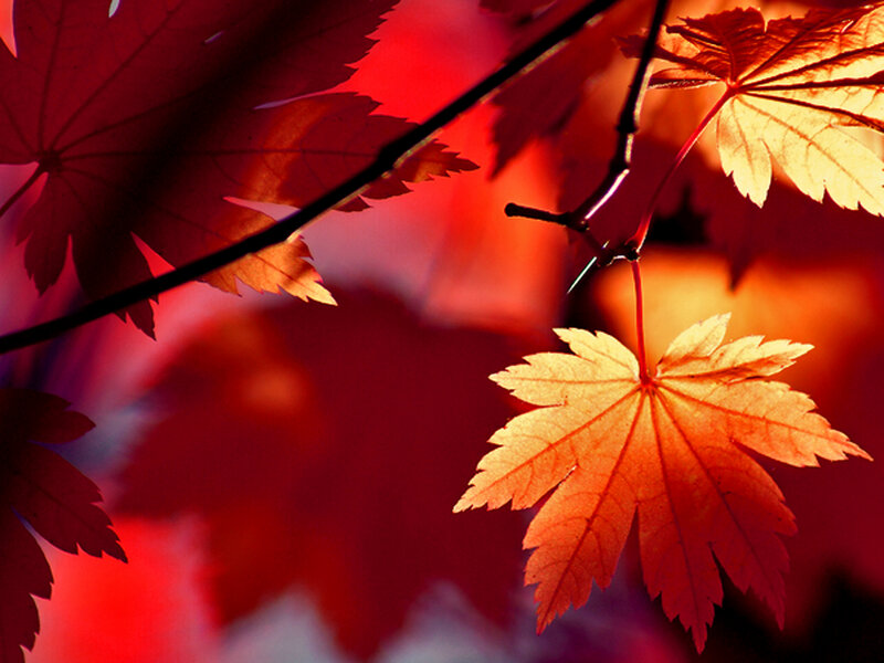 Autumn Maple Leaves — Red, Dramatic, Photograph, Branches