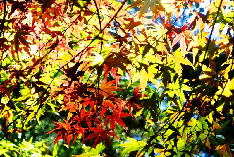 Autumn Maple Leaves — Red, Dramatic, Photograph, Sunlight, Branches