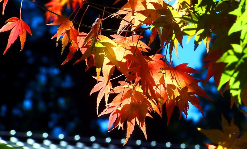 Autumn Maple Leaves — Red, Dramatic, Photograph, Sunlight